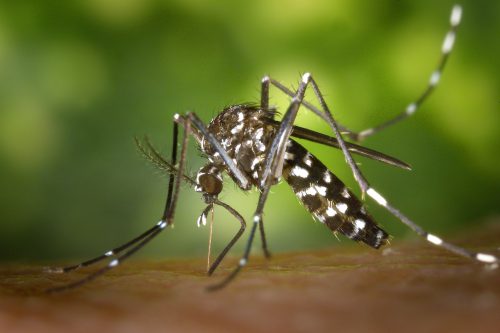 Czym pryskać ogród przeciw komarom